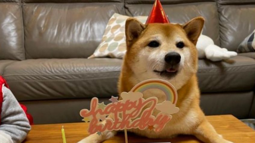 Balltze, PERRO conocido como “Cheems” en los MEMES, cumple 10 años: VIDEO