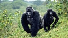 ¡Lamentable! Par de gorilas dan positivo a Covid-19 en zoológico de San Diego