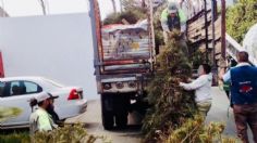 Montan centros para reciclar árboles navideños