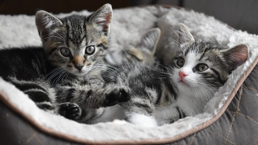 Tu GATO puede ser un amuleto para atraer ÉXITO y DINERO