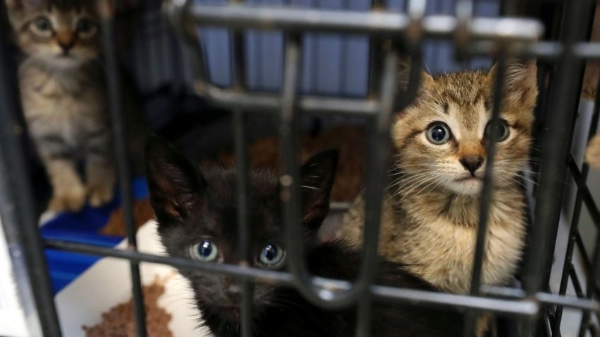 Hombre armado exige saber “¿dónde están los gatos?” al irrumpir en refugio animal de Melbourne