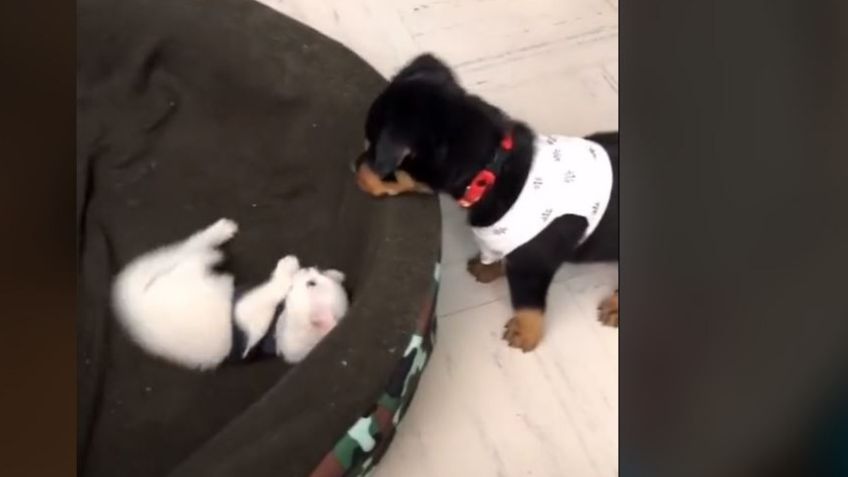 Video Viral: La amistad entre perros y gatos sí existe; estos tiernos animales lo confirman en TikTok