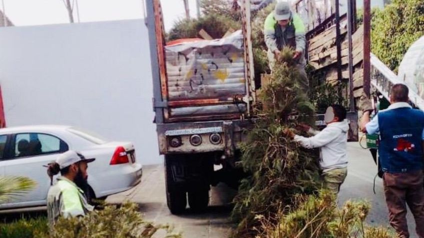 Montan centros para reciclar árboles navideños