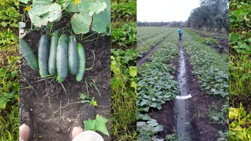 ¡No lo quieren ni regalado! Ofrecen 50 centavos por kilo de pepino a campesinos por Covid-19