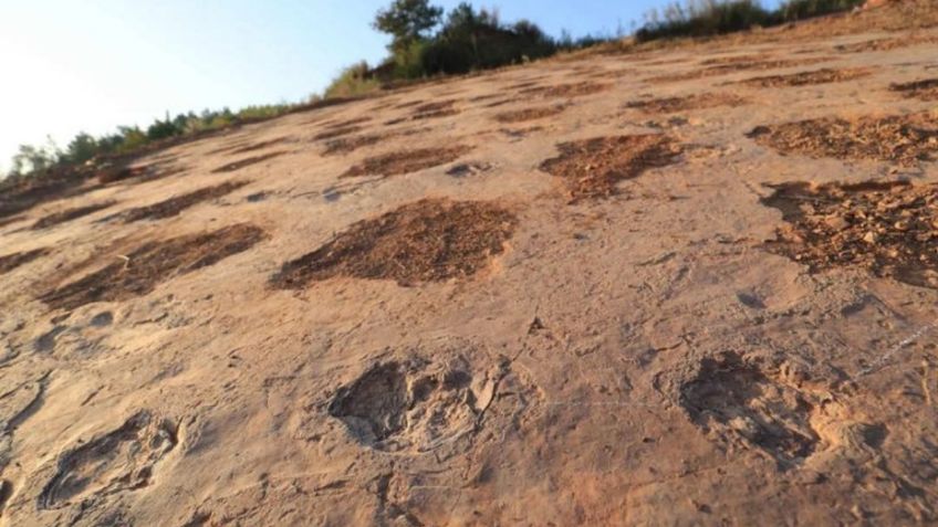 ¡Histórico hallazgo! Descubren en China más de 240 huellas fosilizadas de dinosaurios