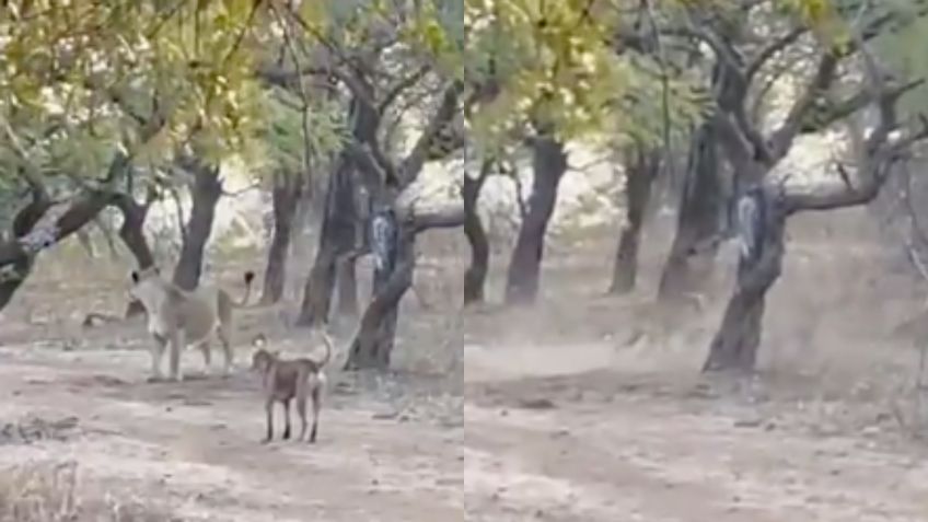 ¡Sin temor a nada! Perro callejero se enfrenta a leona en asombrosa pelea: VIDEO