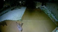 VIDEO VIRAL: ¡Ternurita! reacción de osezno al ver caer nieve conmueve las redes