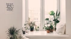 ¿Te gustan las plantas? Éstas te ayudarán a atraer DINERO y decorar tu hogar