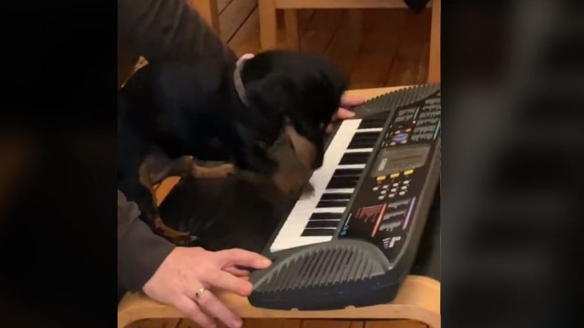 VIDEO VIRAL: Perra salchicha toca el piano como profesional; conquista TikTok con su talento