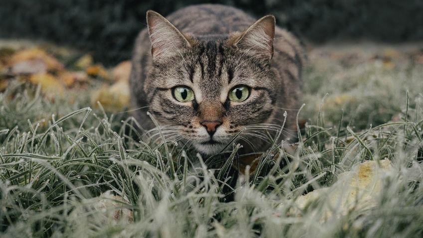 ¡CUIDADO! No le des leche a tu GATO