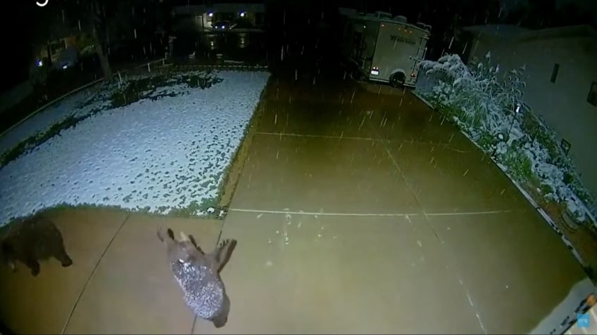 VIDEO VIRAL: ¡Ternurita! reacción de osezno al ver caer nieve conmueve las redes