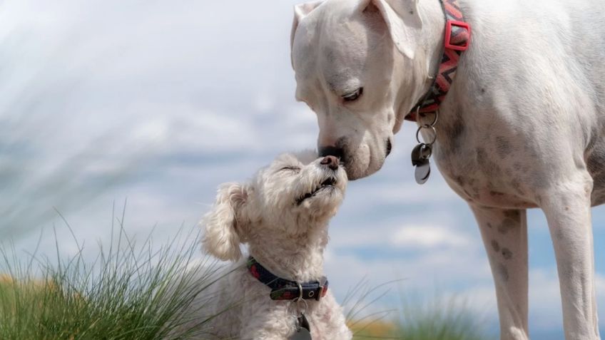 ¿Los perros sienten celos? Un experto de la UNAM lo explica