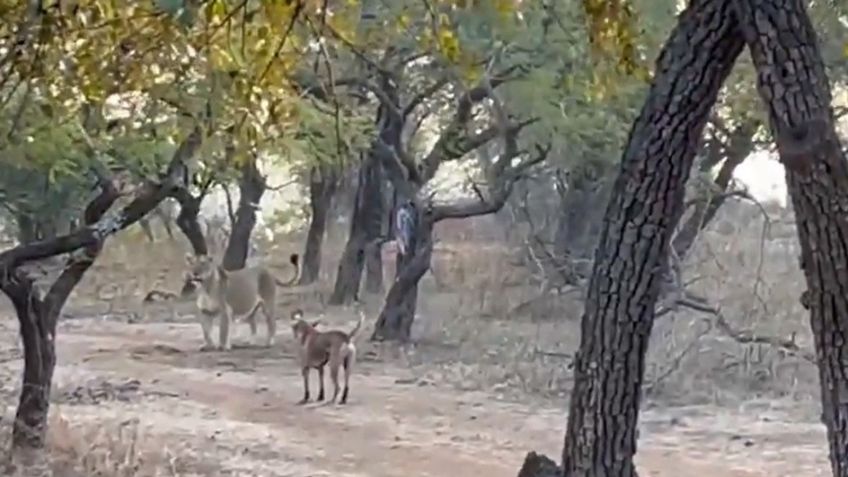 Perrito sorprende en redes sociales al enfrentarse con leona y salir victorioso: VIDEO