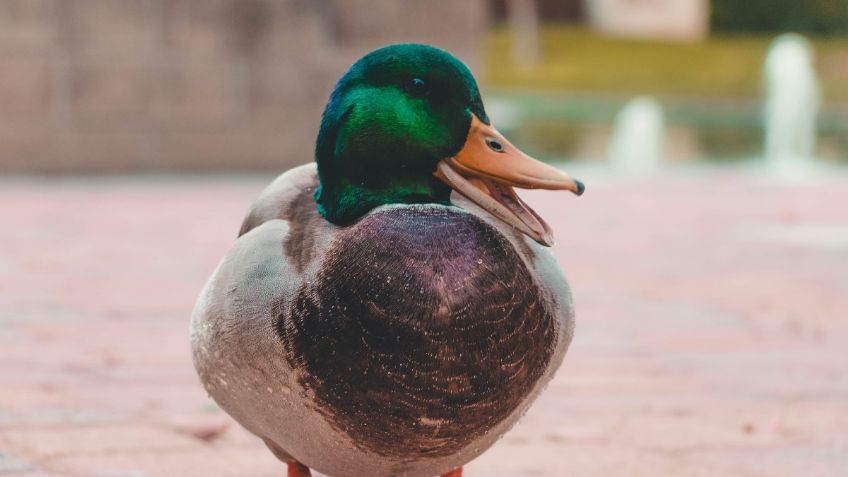 VIDEO VIRAL: ¡Increíble delincuencia! Hombre intenta ROBAR un pato del parque