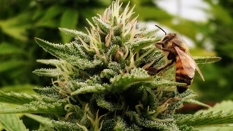 Tras ingerir la marihuana la abeja acelera su vuelo y enloquece, volando rápidamente en círculos. FOTO: ESPECIAL