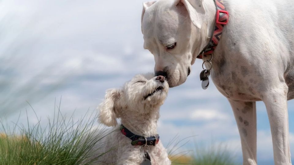 El perro tuvo que pasar por un proceso de domesticación, en el cual cambió de lobo a can. FOTO: Pixabay