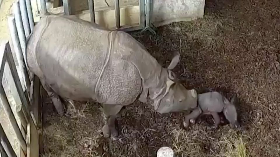 El rinoceronte nació en el zoológico de Wroclaw de Polonia. Foto: Especial