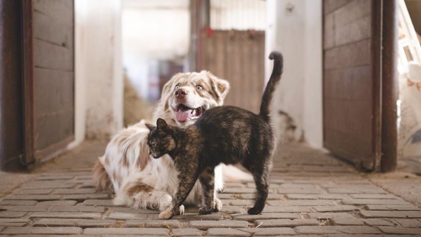 Podrías estar dañando el OLFATO de tus mascotas con estas sustancias