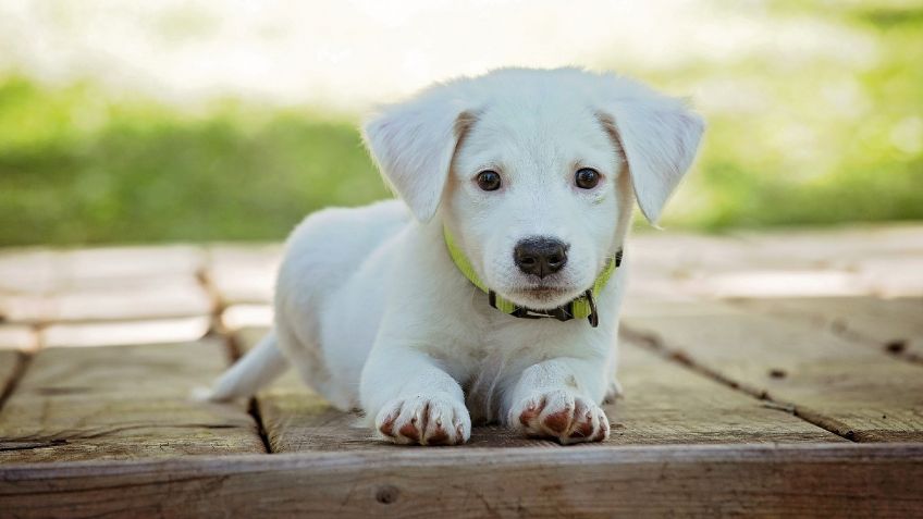 Los 2 consejos clave para que tu perro crezca fuerte y sano