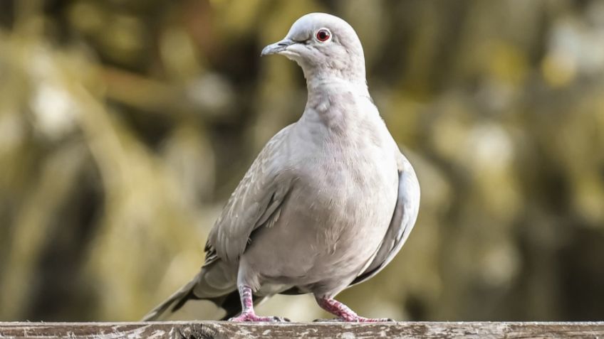 Quieren matar a una paloma mensajera que viajó 13 mil kilómetros; esta es la razón