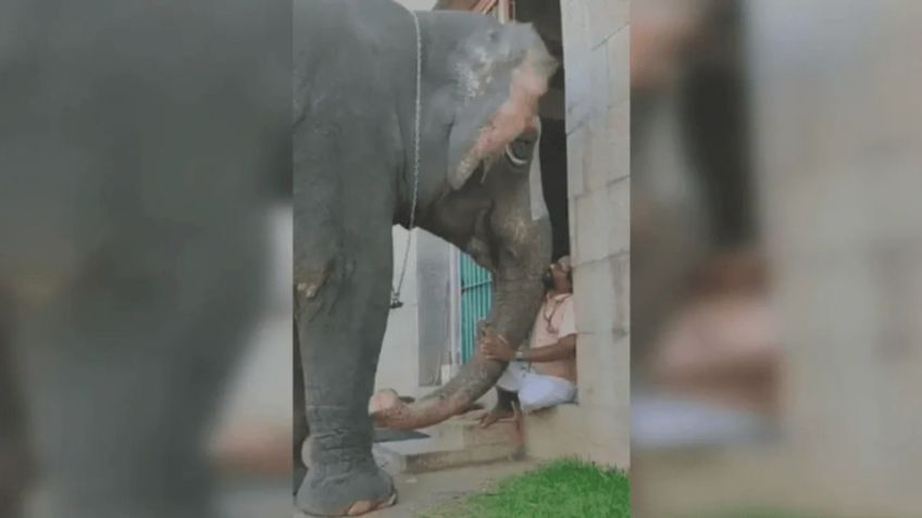 VIDEO VIRAL: Elefante se ENOJA con su dueño de que personas le toman FOTOS