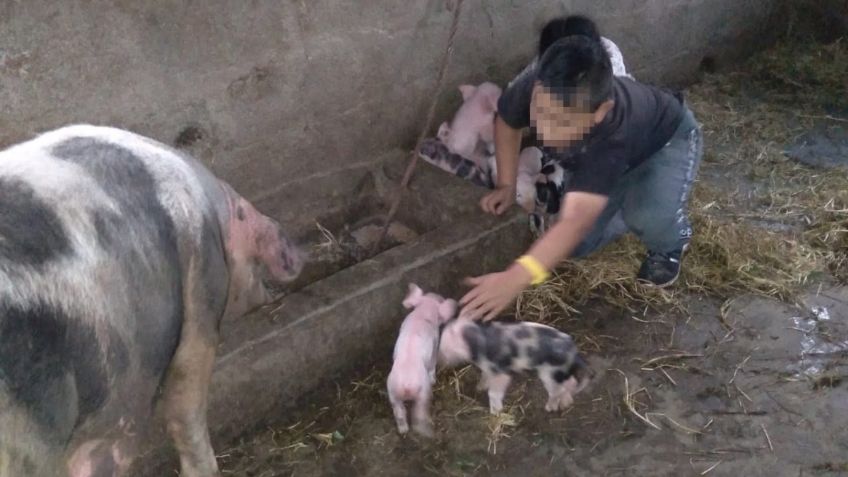 Niño NO envía TAREA a tiempo por ayudar a PUERQUITA a parir: VIDEO VIRAL