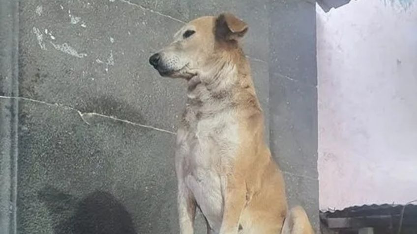 VIDEO VIRAL: ¡Perrito religioso! Da la bendición a los asistentes de este TEMPLO