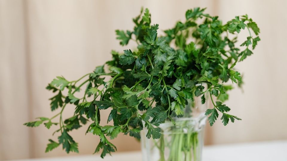 El té de perejil también ha obtenido gran popularidad como remedio para bajar de peso. Foto: Pexels