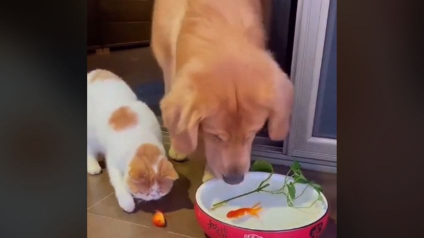 ¡Todo un héroe! Perrito salva a un PEZ de las garras de un GATO: VIDEO