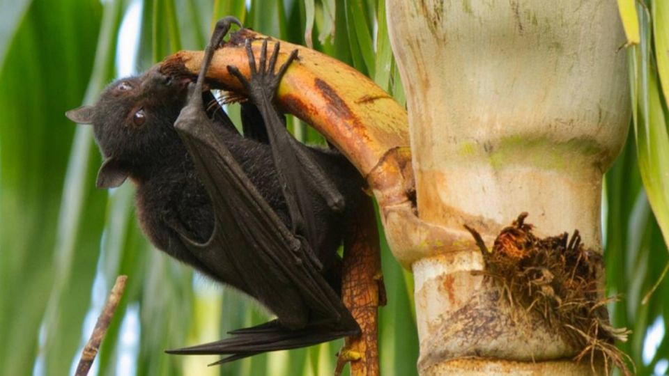 El Nipah es virus transmitido principalmente por ciertos tipos de murciélagos frugívoros. Foto: Especial