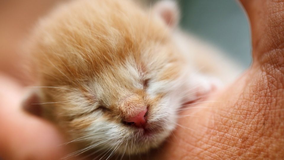 Los gatitos recién nacidos deben tener ciertos cuidados para evitar que se enfermen. Foto: Especial