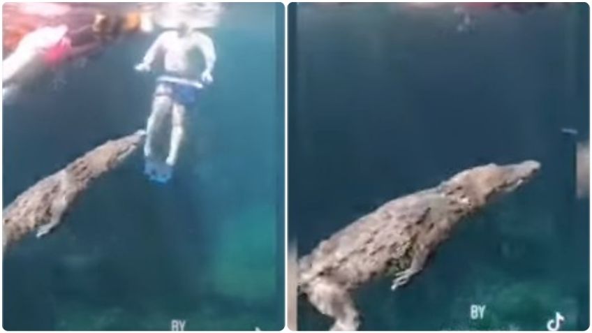 ¡De terror! Cocodrilo sorprende a turistas que nadaban en cenote de Tulum: VIDEO