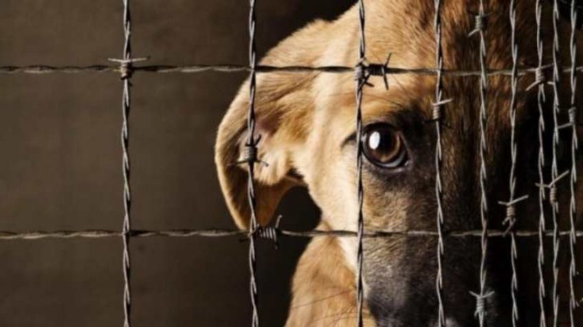 Por maltrato y crueldad animal, hasta ocho años de cárcel en este estado