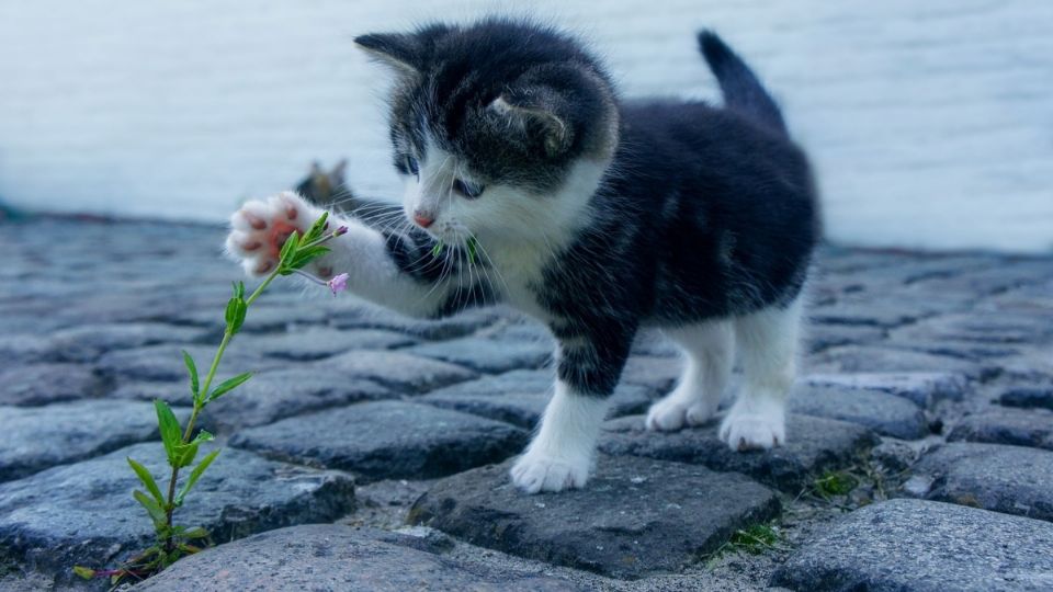 Con éstos juegos podrás mantener la disciplina en tu gato, Foto: Especial