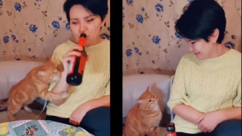 VIDEO VIRAL: Gatita se vuelve sensación al impedir “ferozmente” que su dueña beba cerveza