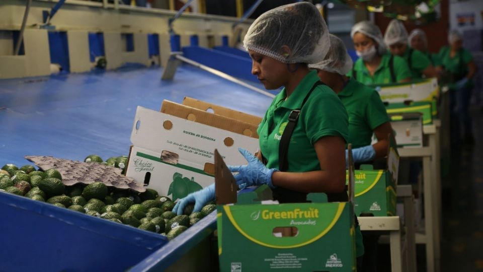 Uno de los productos más solicitados por los mercados internacionales fue el aguacate, con ventas por más de 2 mil 724 millones de dólares. Foto: Cuartoscuro