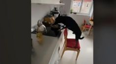 ¡Qué listo! Perrito sorprende las redes al arrastrar silla para comerse lo que hay en la estufa: VIDEO