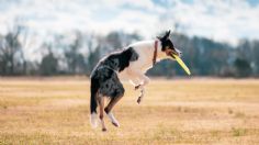 ¡La mejor dupla! Estos son los 5 deportes que puedes practicar con tu perro