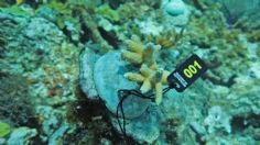 Rescatan arrecifes de coral en Quintana Roo, tras afectaciones de huracanes