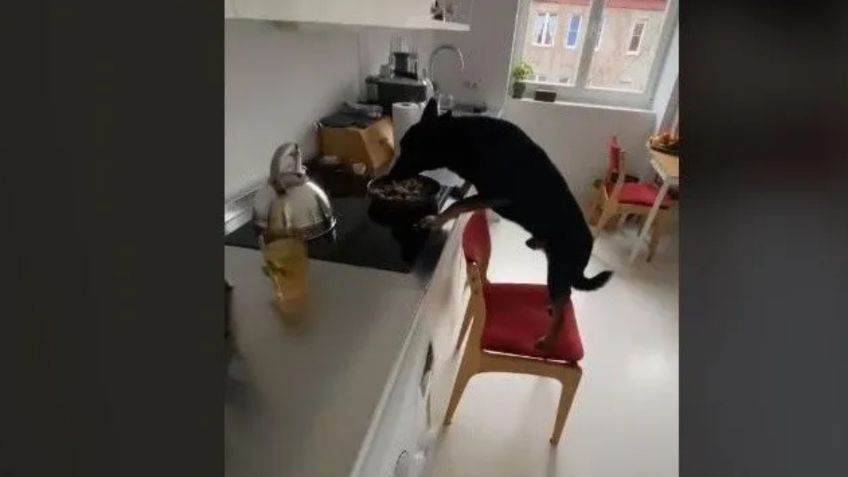 ¡Qué listo! Perrito sorprende las redes al arrastrar silla para comerse lo que hay en la estufa: VIDEO