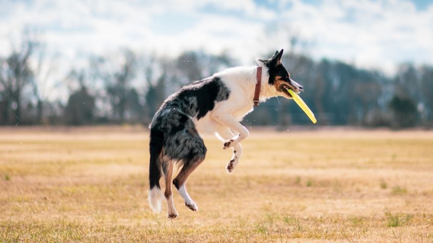 ¡La mejor dupla! Estos son los 5 deportes que puedes practicar con tu perro