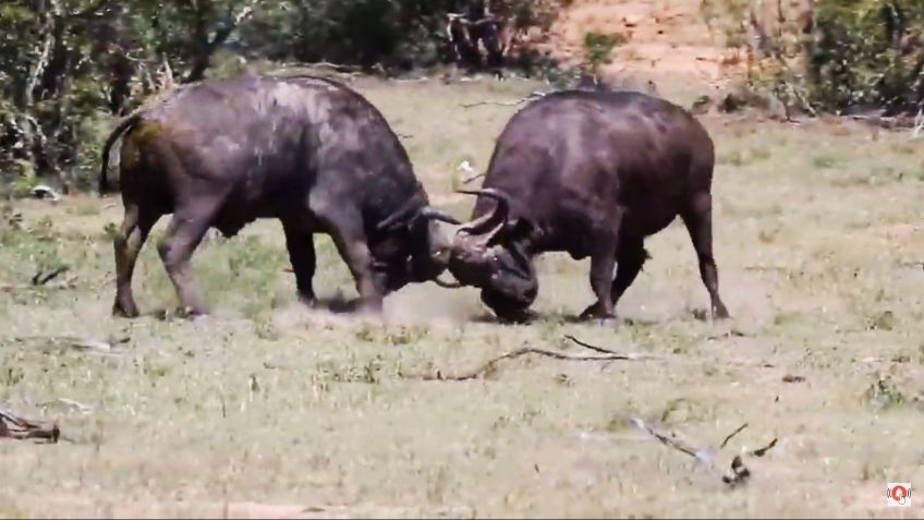 ¿Ley del más fuerte? Búfalos pelean por el territorio y destierran a un viejo macho: VIDEO