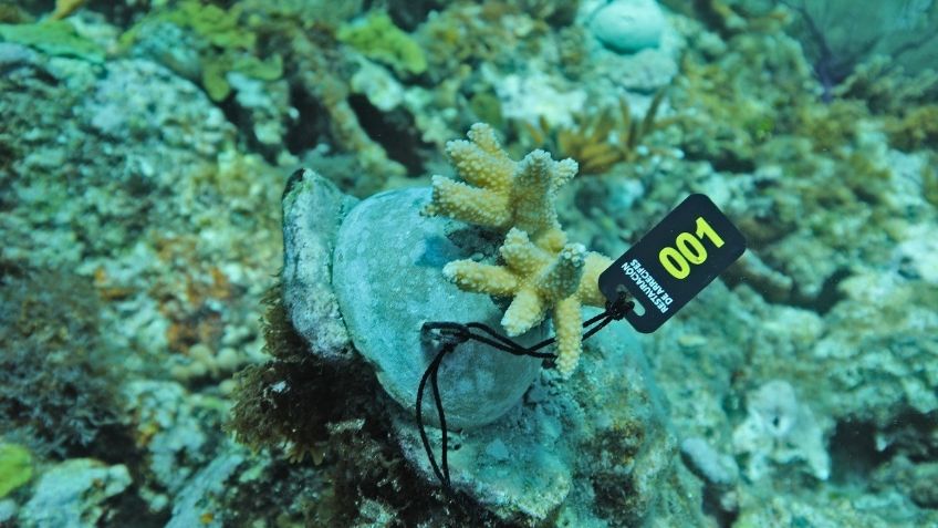 Rescatan arrecifes de coral en Quintana Roo, tras afectaciones de huracanes