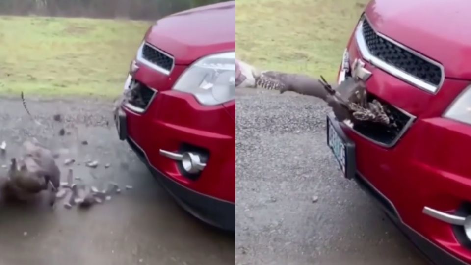 Pavo sobrevive a impactante choque con un automóvil. Foto: Especial