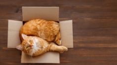 ¿Por qué tu gato ama las cajas? UNAM explica la singular razón: VIDEO