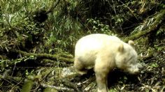 VIDEO VIRAL: ¡Hermoso! Graban por primera ocasión al único panda albino del mundo