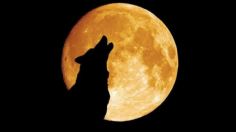 ¿Por qué se conoce como 'luna lobo' al plenilunio de enero?