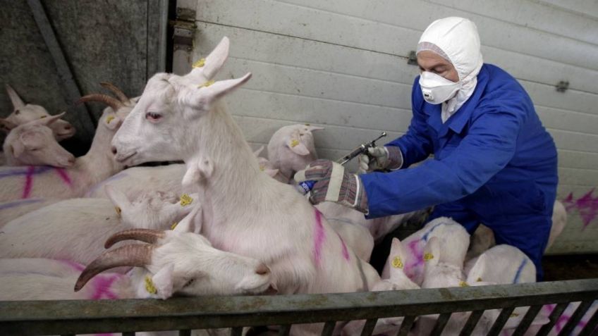 Enfermedad desconocida transmitida por cabras enciende alarmas en Países Bajos