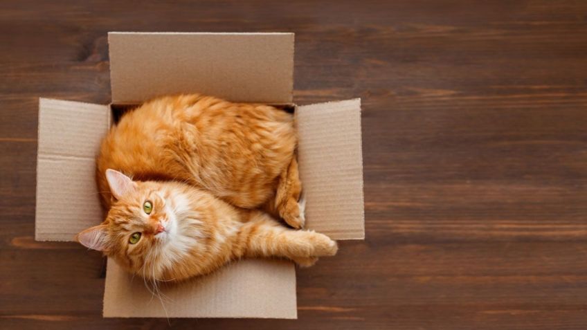 ¿Por qué tu gato ama las cajas? UNAM explica la singular razón: VIDEO