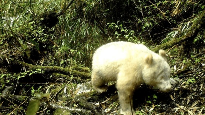 VIDEO VIRAL: ¡Hermoso! Graban por primera ocasión al único panda albino del mundo